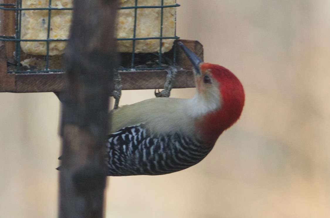 Red-bellied Woodpecker - ML612595086