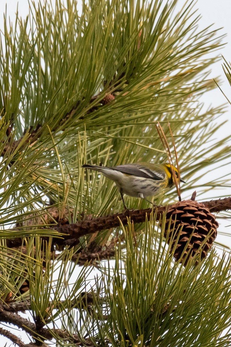 Townsend's Warbler - Dan Gardoqui