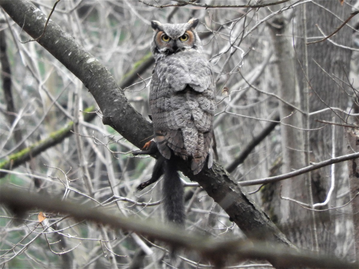 Great Horned Owl - Darlene Deemert