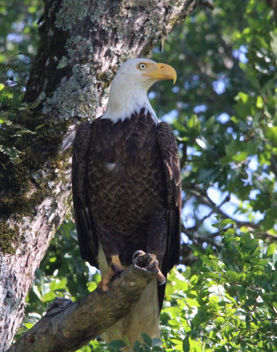 Bald Eagle - ML612595464