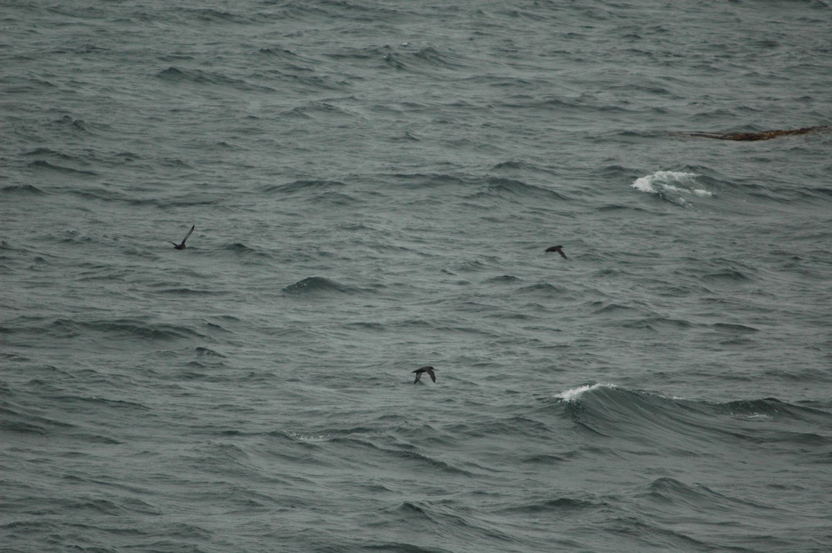 Sooty Shearwater - ML612595491