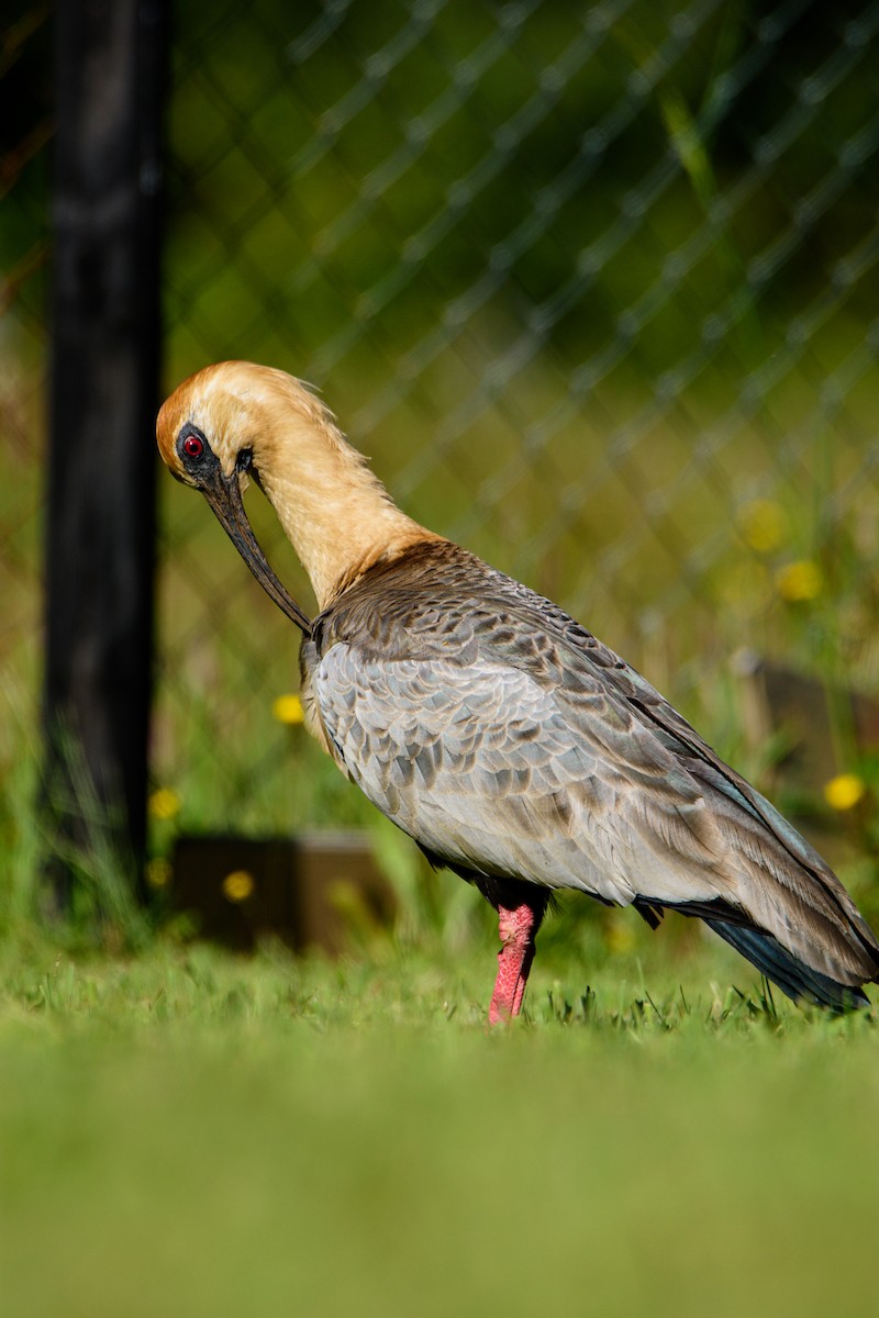 Black-faced Ibis - Sebastián Acevedo