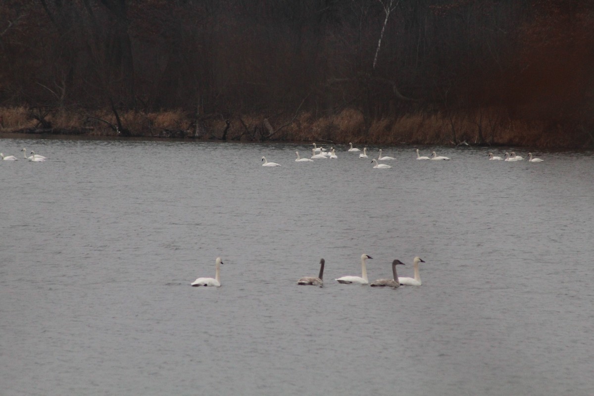 Trumpeter Swan - ML612595624