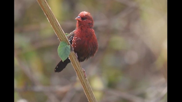Red Avadavat - ML612595638