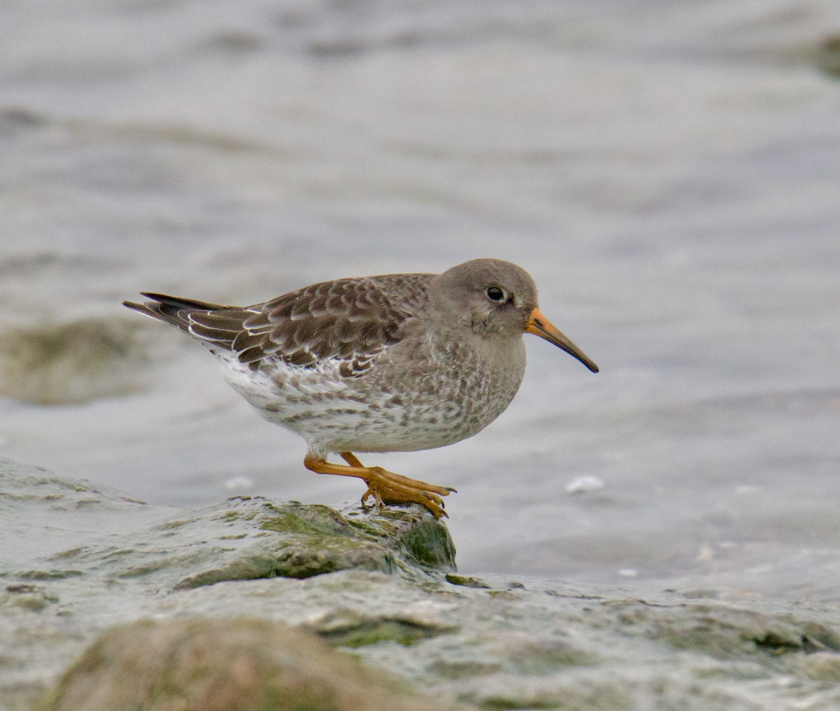 Purple Sandpiper - Jordan Juzdowski