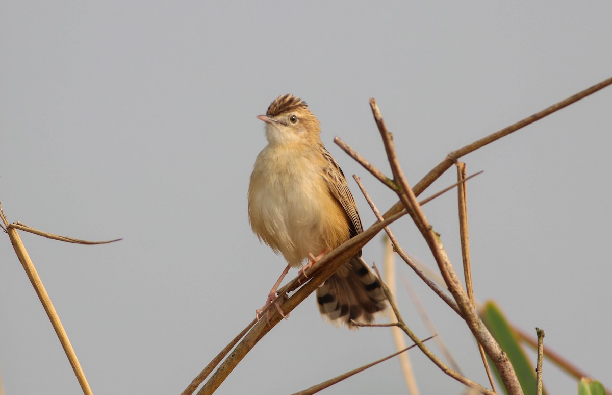 Zitting Cisticola - Samim Akhter