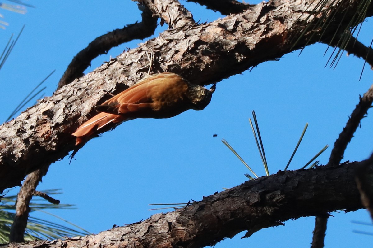 White-striped Woodcreeper - Andrew Core