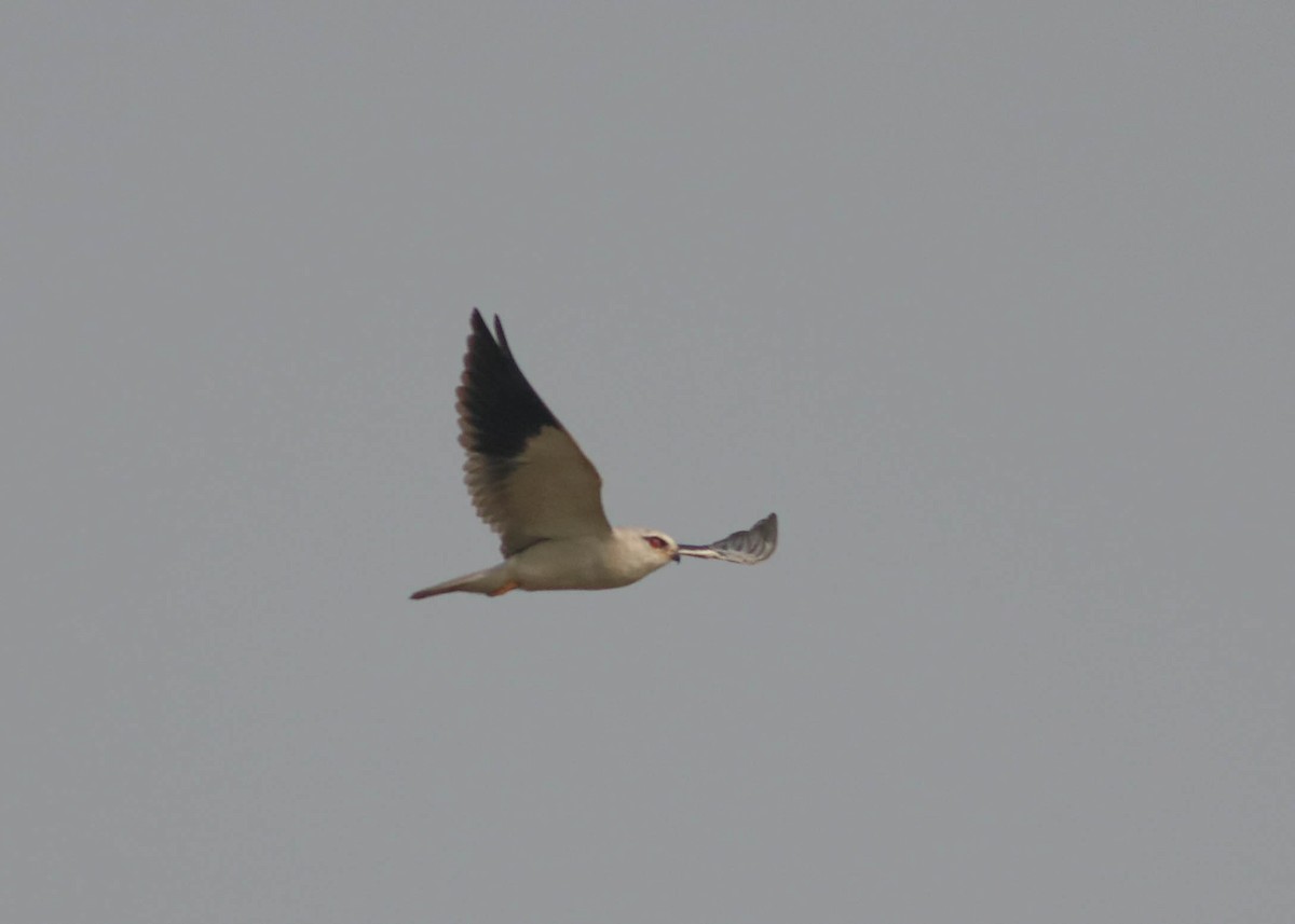 Black-winged Kite - ML612595802