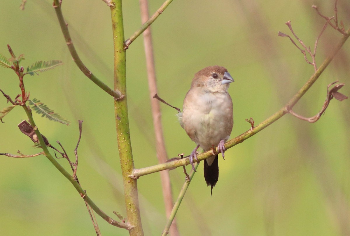 Indian Silverbill - Samim Akhter