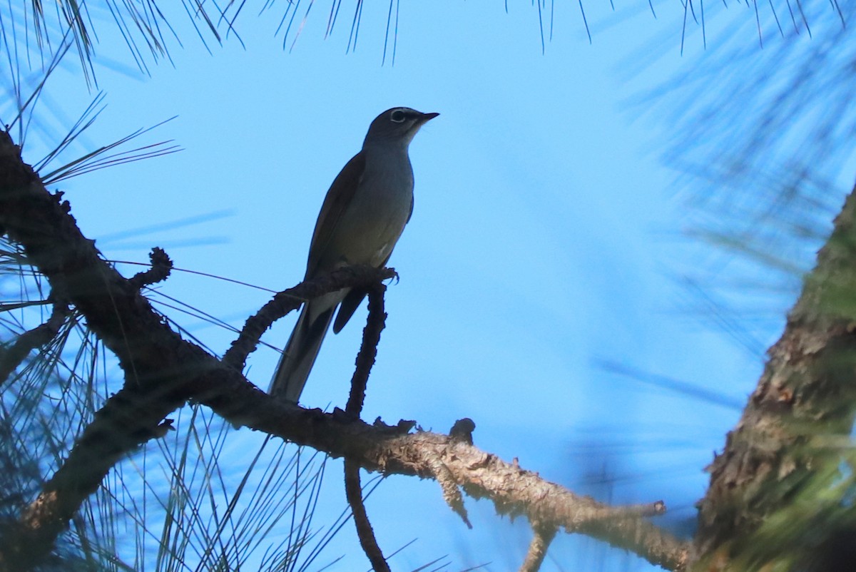 Brown-backed Solitaire - Andrew Core