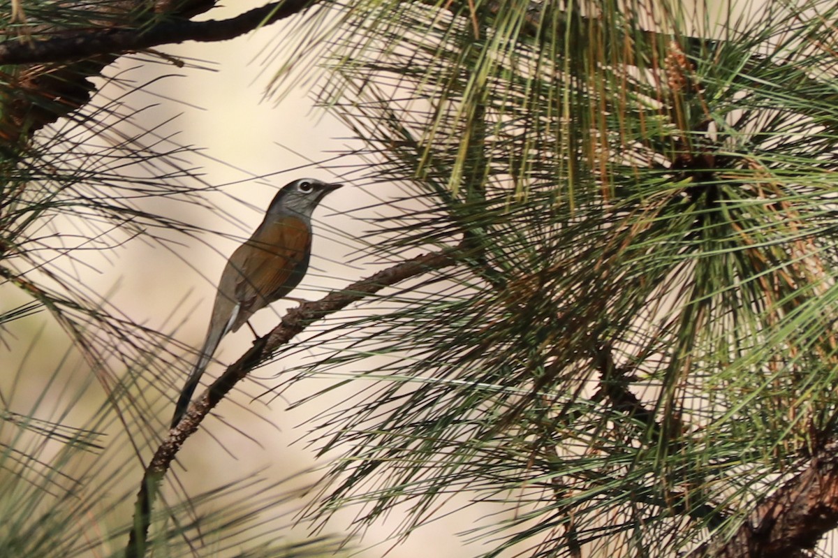 Brown-backed Solitaire - Andrew Core