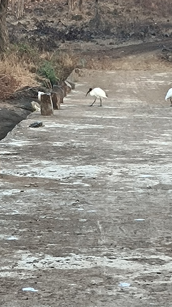 Black-headed Ibis - ML612595838