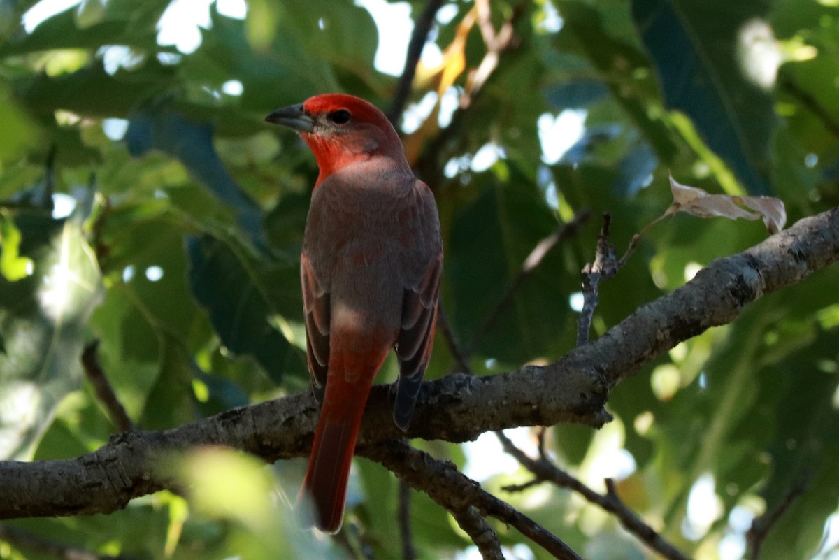 Hepatic Tanager - Andrew Core