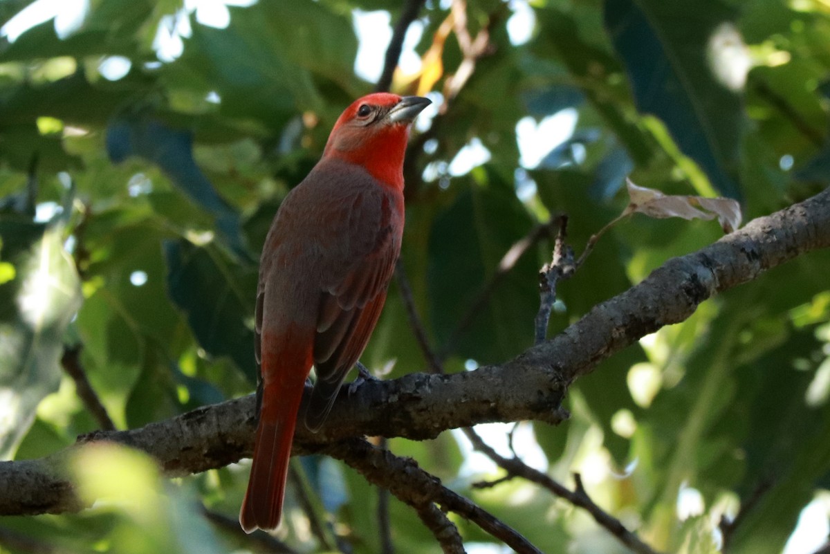 Hepatic Tanager - Andrew Core