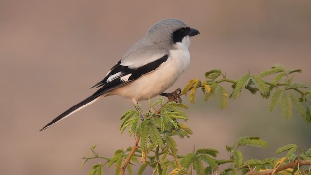 Great Gray Shrike - ML612595916