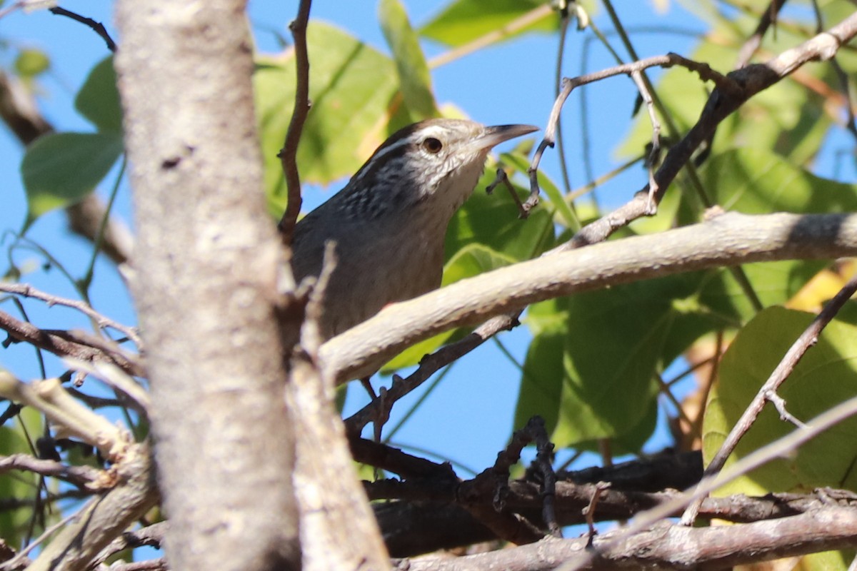 Sinaloa Wren - ML612595949