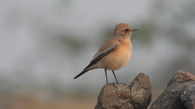 Desert Wheatear - ML612595951