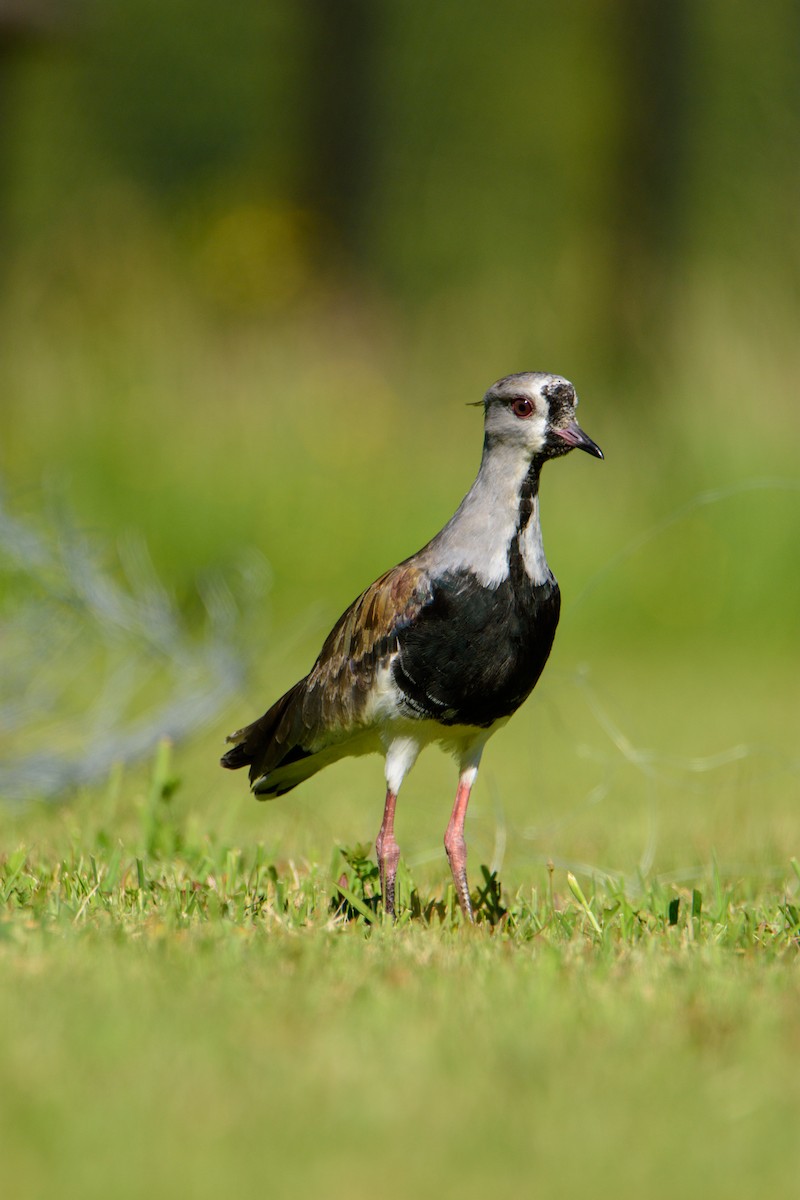 Southern Lapwing - Sebastián Acevedo