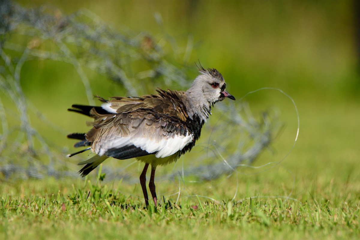 Southern Lapwing - Sebastián Acevedo