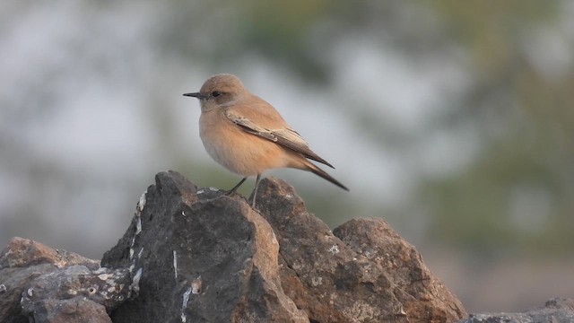 Desert Wheatear - ML612595957