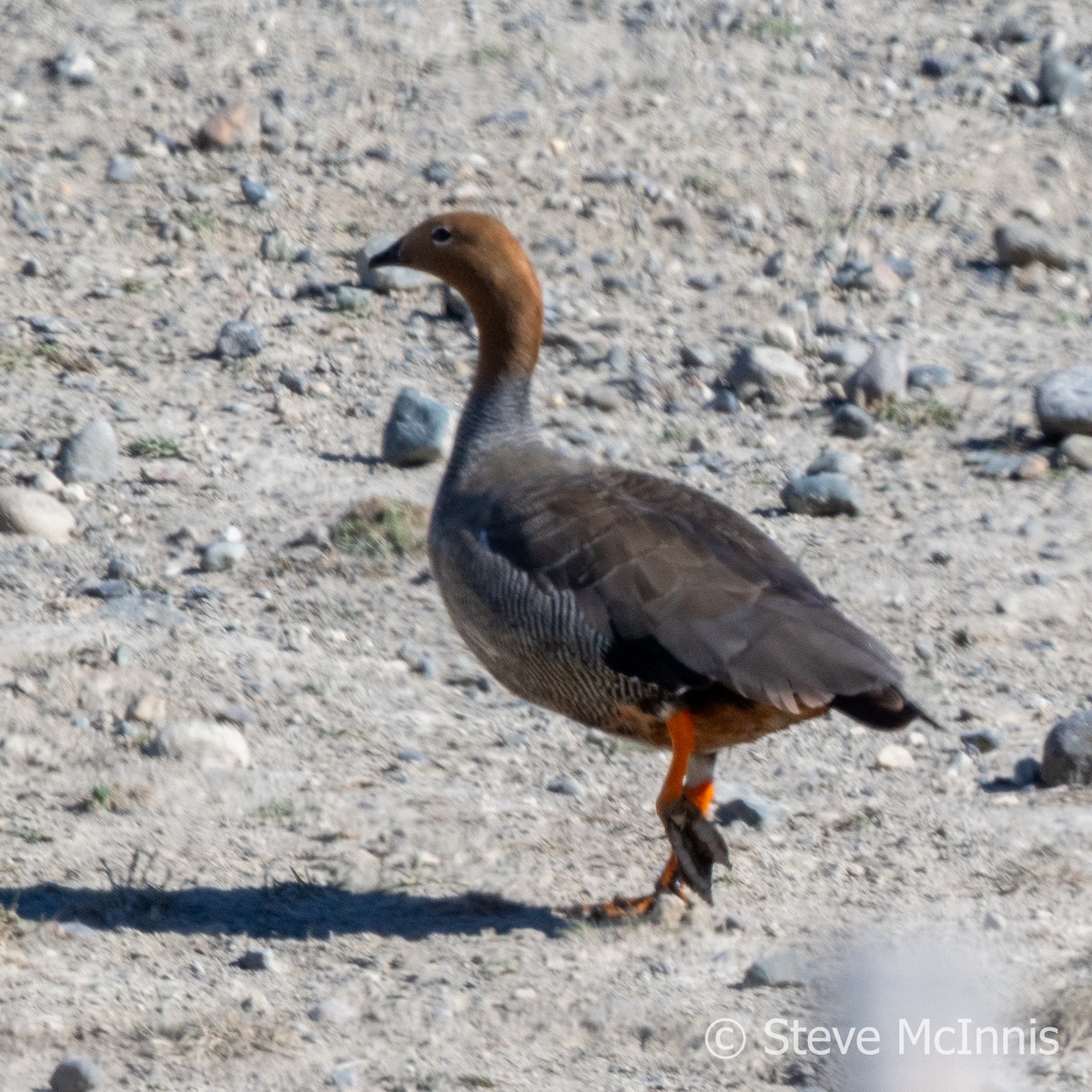 Ruddy-headed Goose - ML612595959