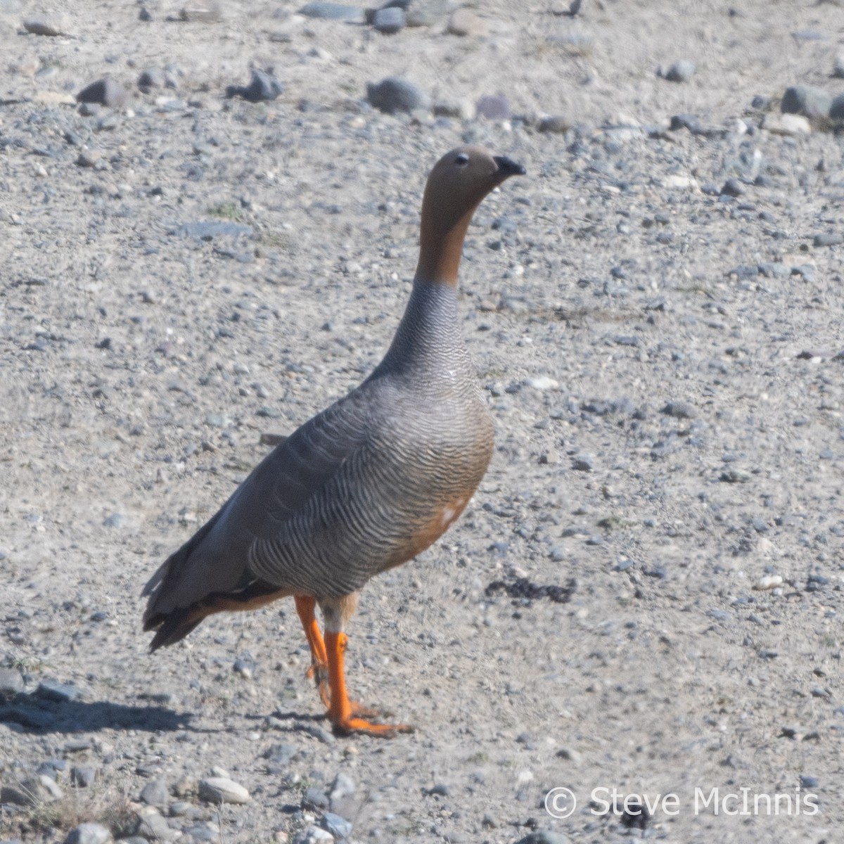 Ruddy-headed Goose - ML612595961