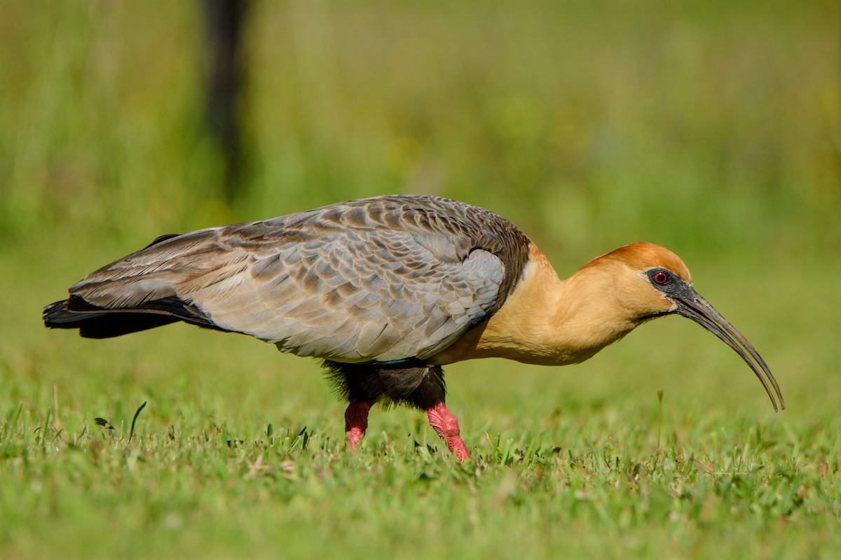 Black-faced Ibis - Sebastián Acevedo