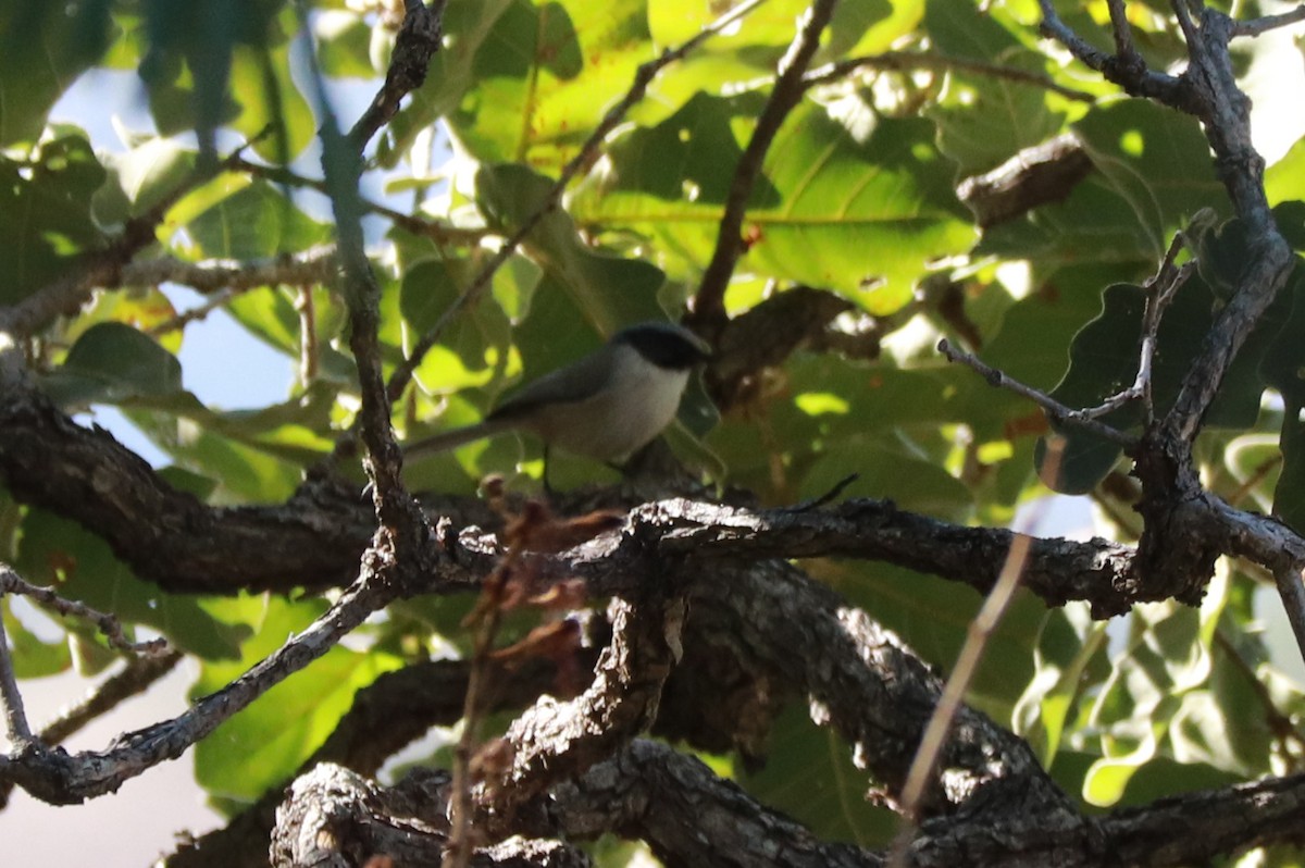 Bushtit (melanotis Group) - Andrew Core