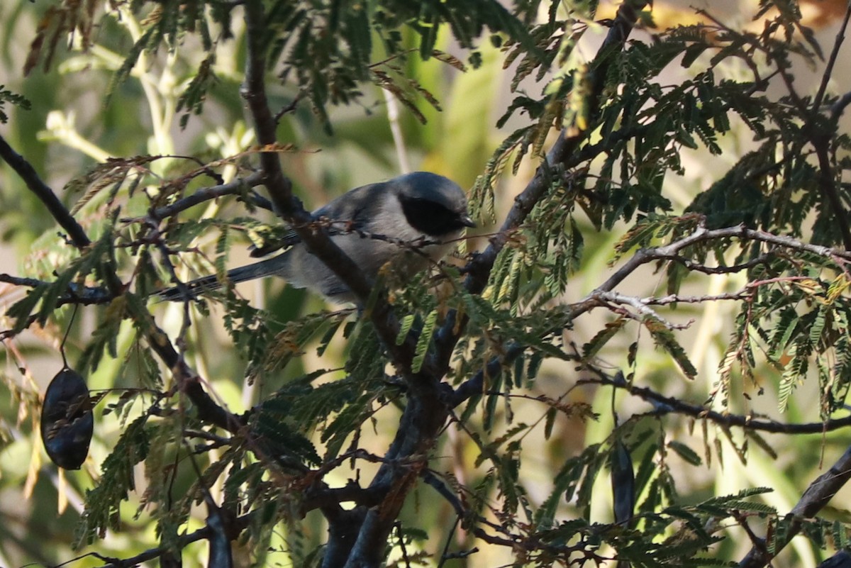 Bushtit (melanotis Group) - ML612595970