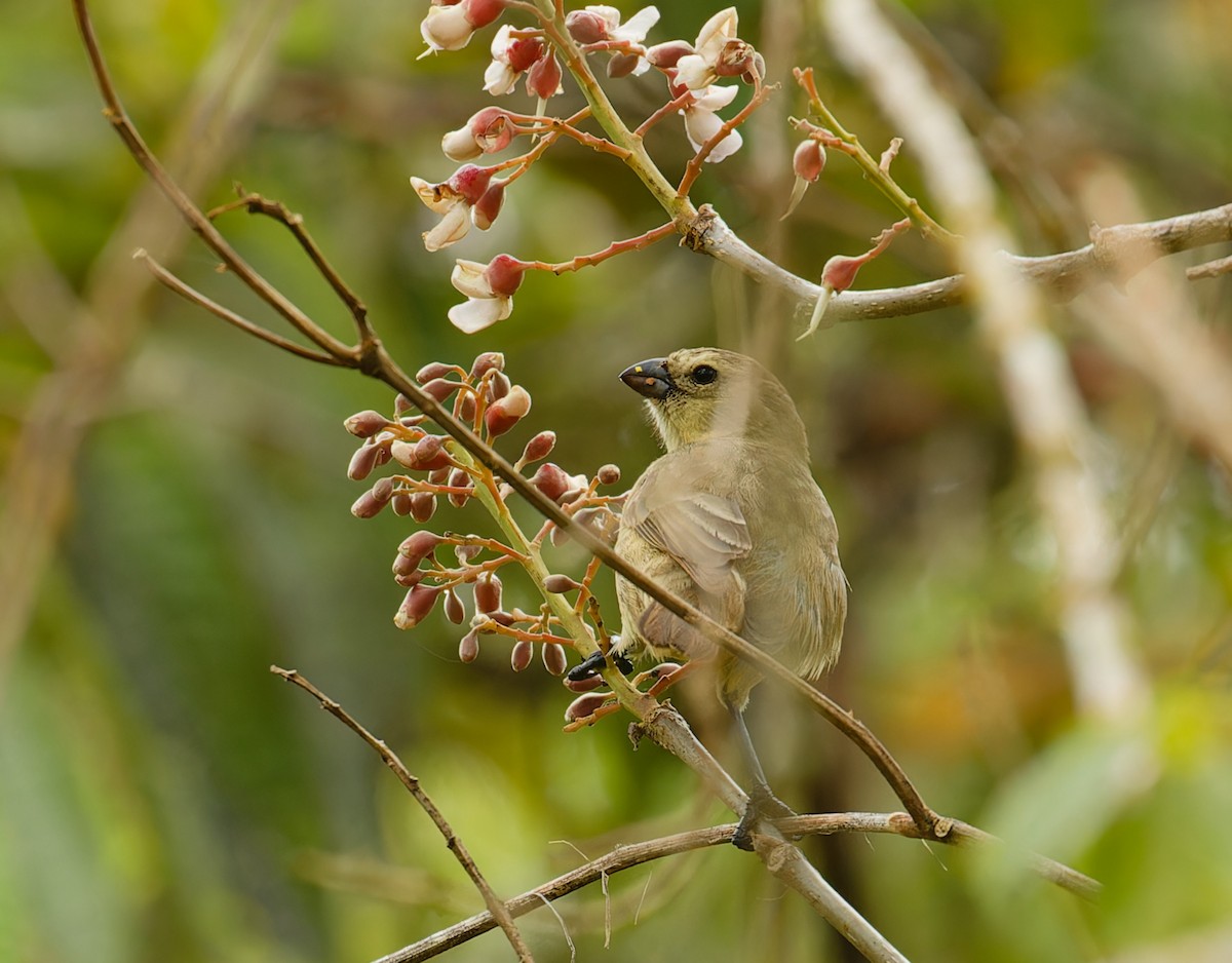 ML612595980 - Small Tree-Finch - Macaulay Library