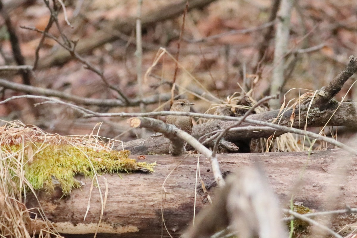 Troglodyte des forêts - ML612595982