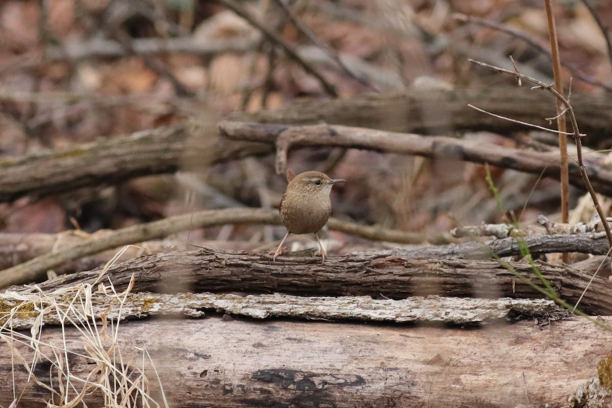 Winter Wren - Joshua Gant