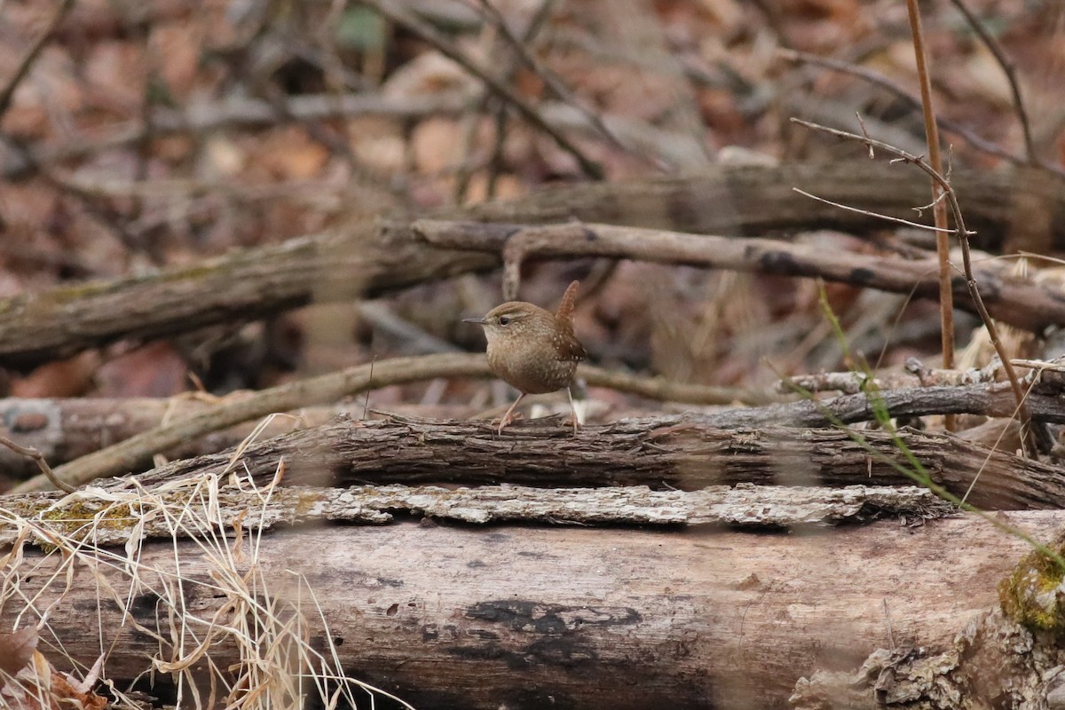 Troglodyte des forêts - ML612595984