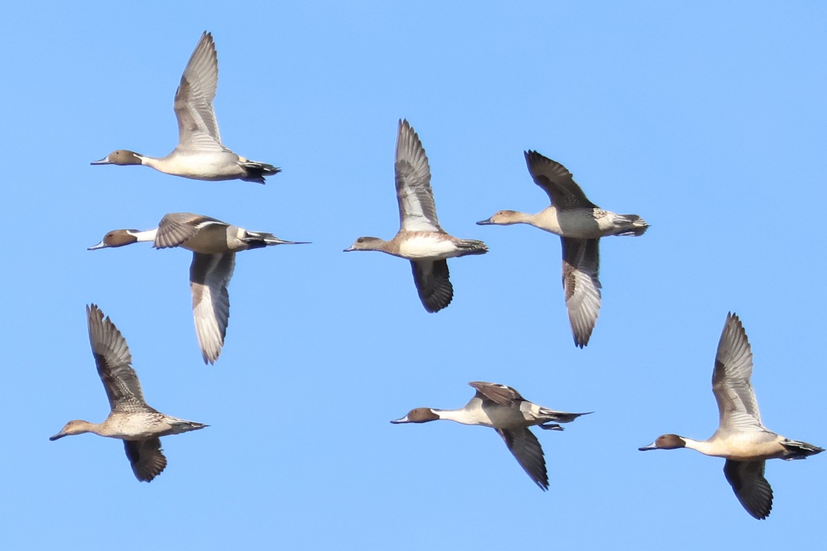 American Wigeon - Eric Cameron