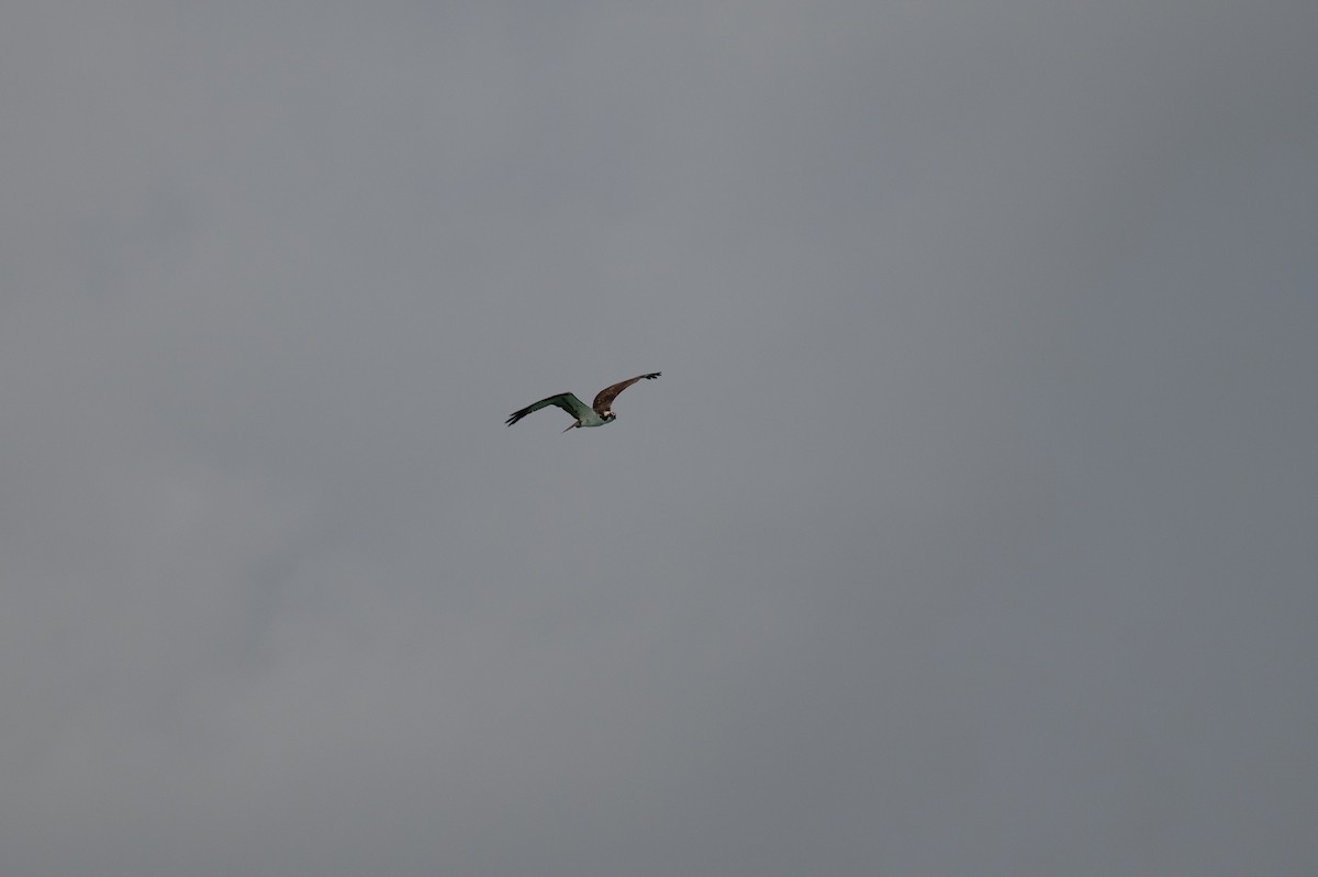 Osprey - ML612596232