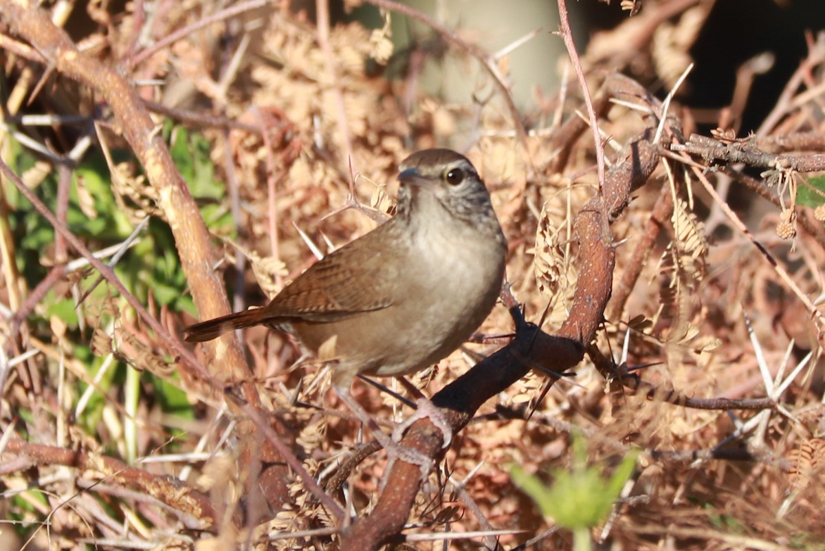 Sinaloa Wren - ML612596244