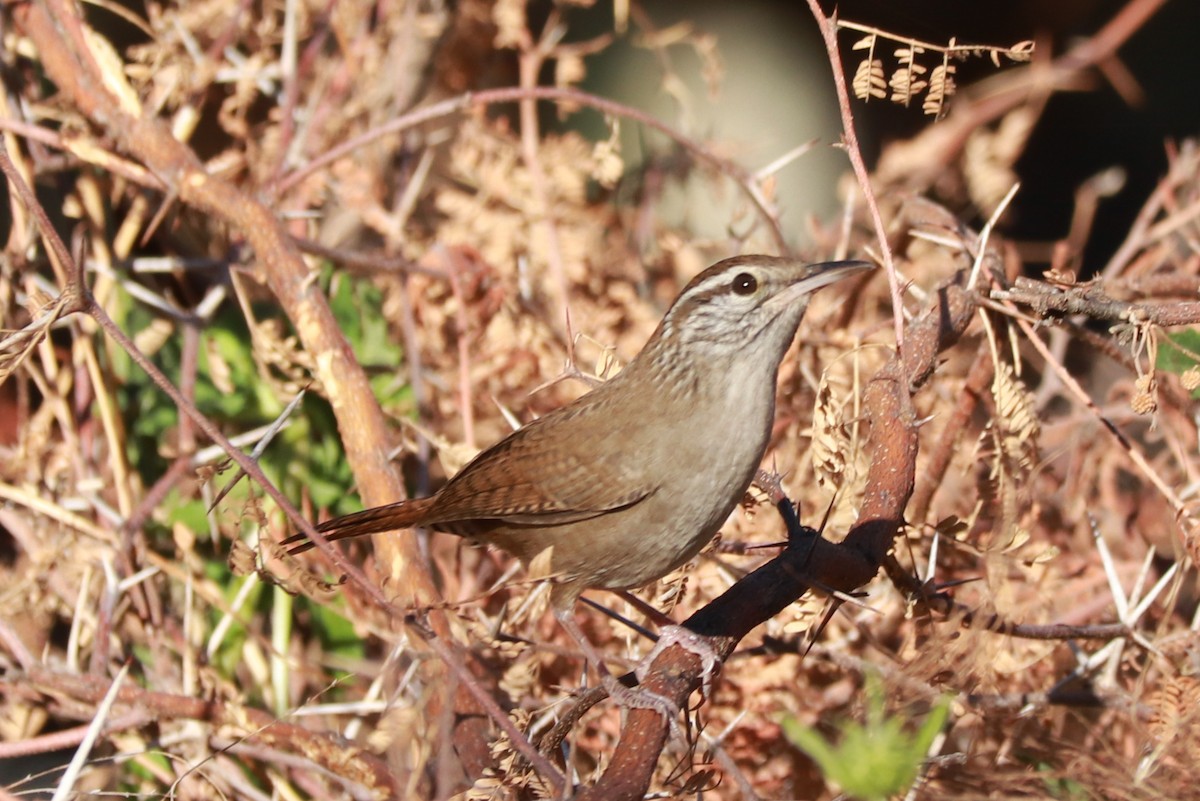 Sinaloa Wren - ML612596247