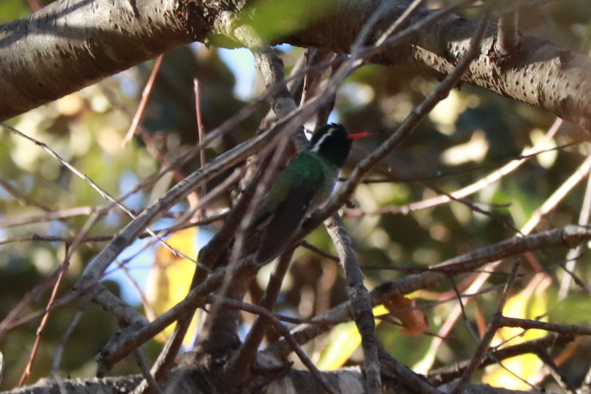 kolibřík bělouchý - ML612596278