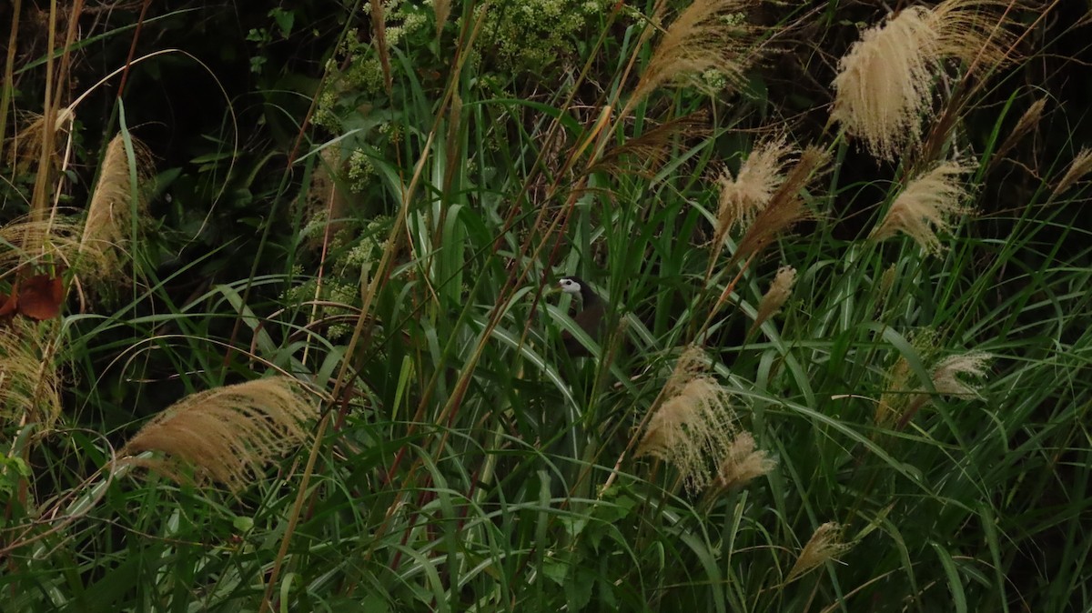 White-breasted Waterhen - ML612596281