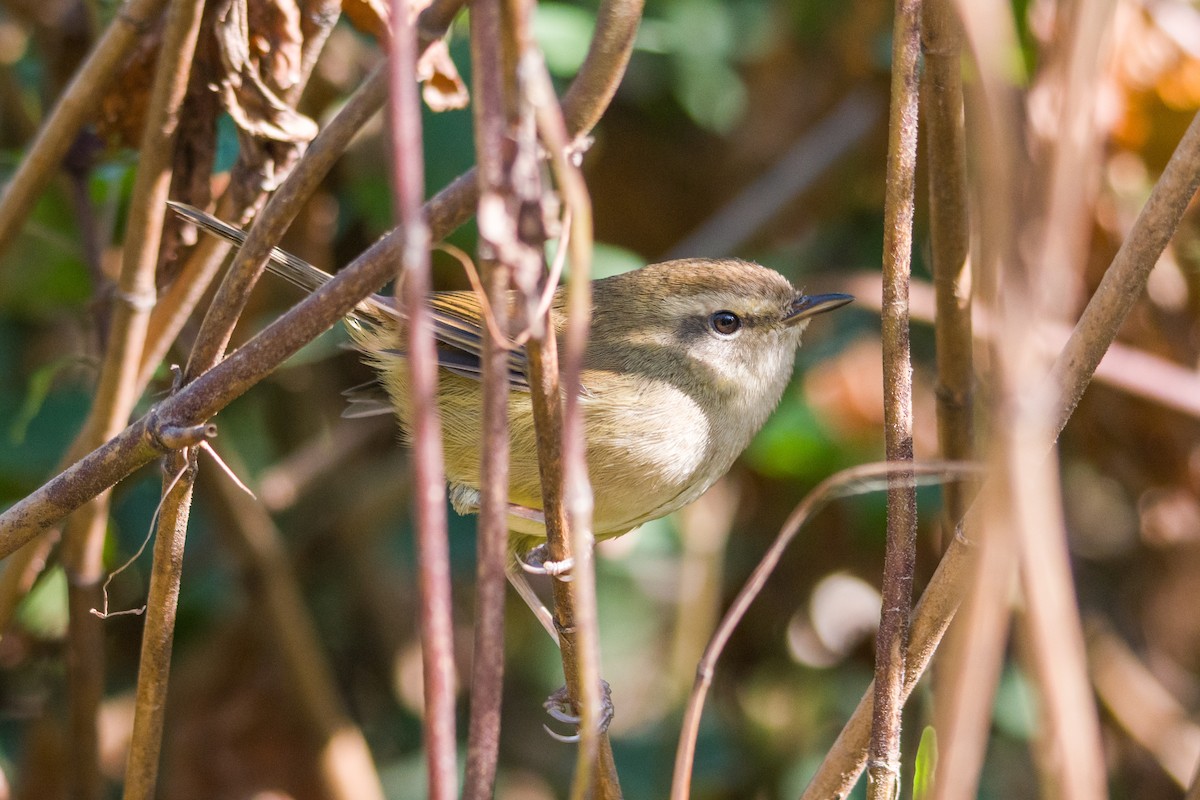 Brownish-flanked Bush Warbler - ML612596282