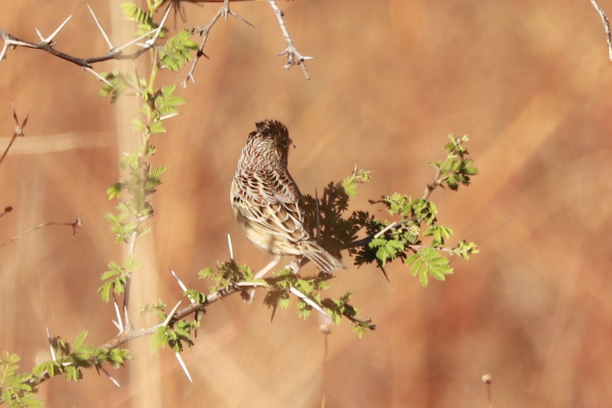 Grasshopper Sparrow - ML612596290