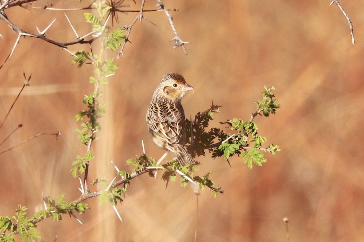 Grasshopper Sparrow - ML612596293