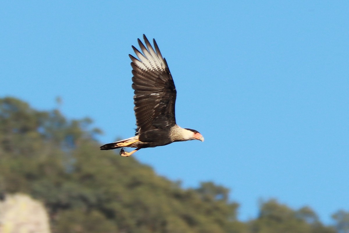 Crested Caracara - Andrew Core