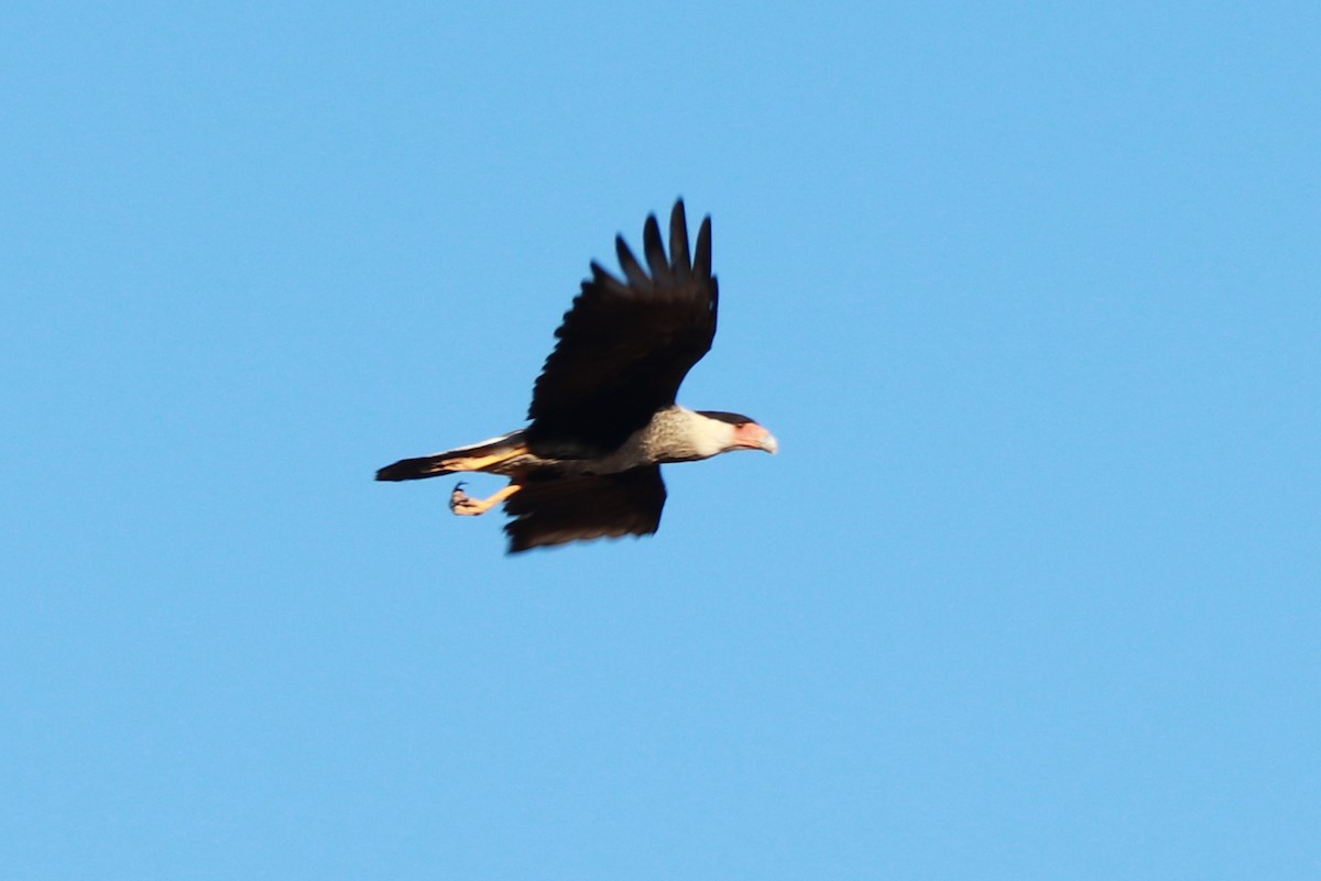 Crested Caracara - Andrew Core