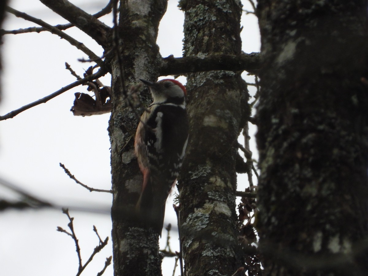Middle Spotted Woodpecker - ML612596341