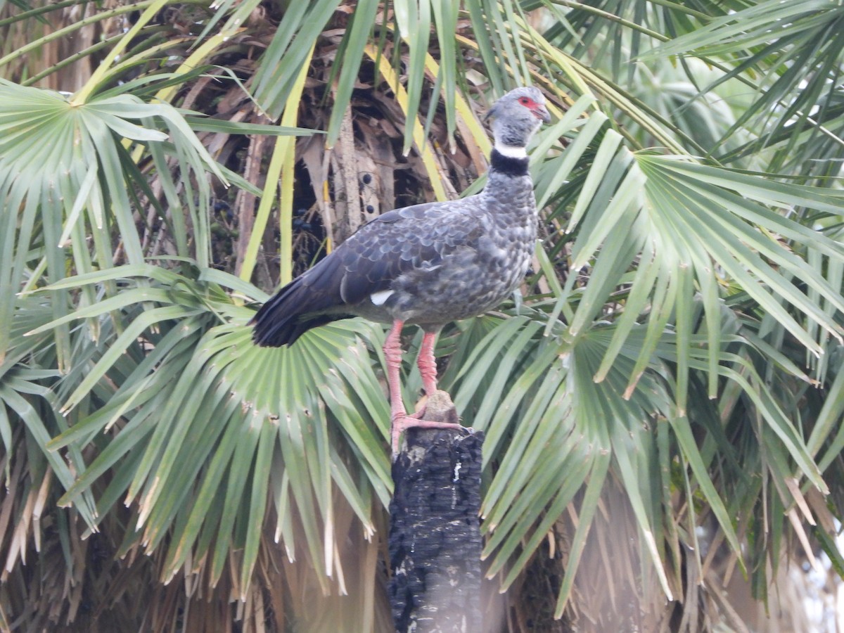 Southern Screamer - ML612596354