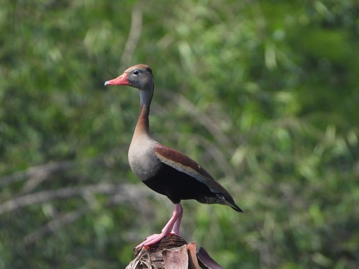 Black-bellied Whistling-Duck - Haydee Huwel