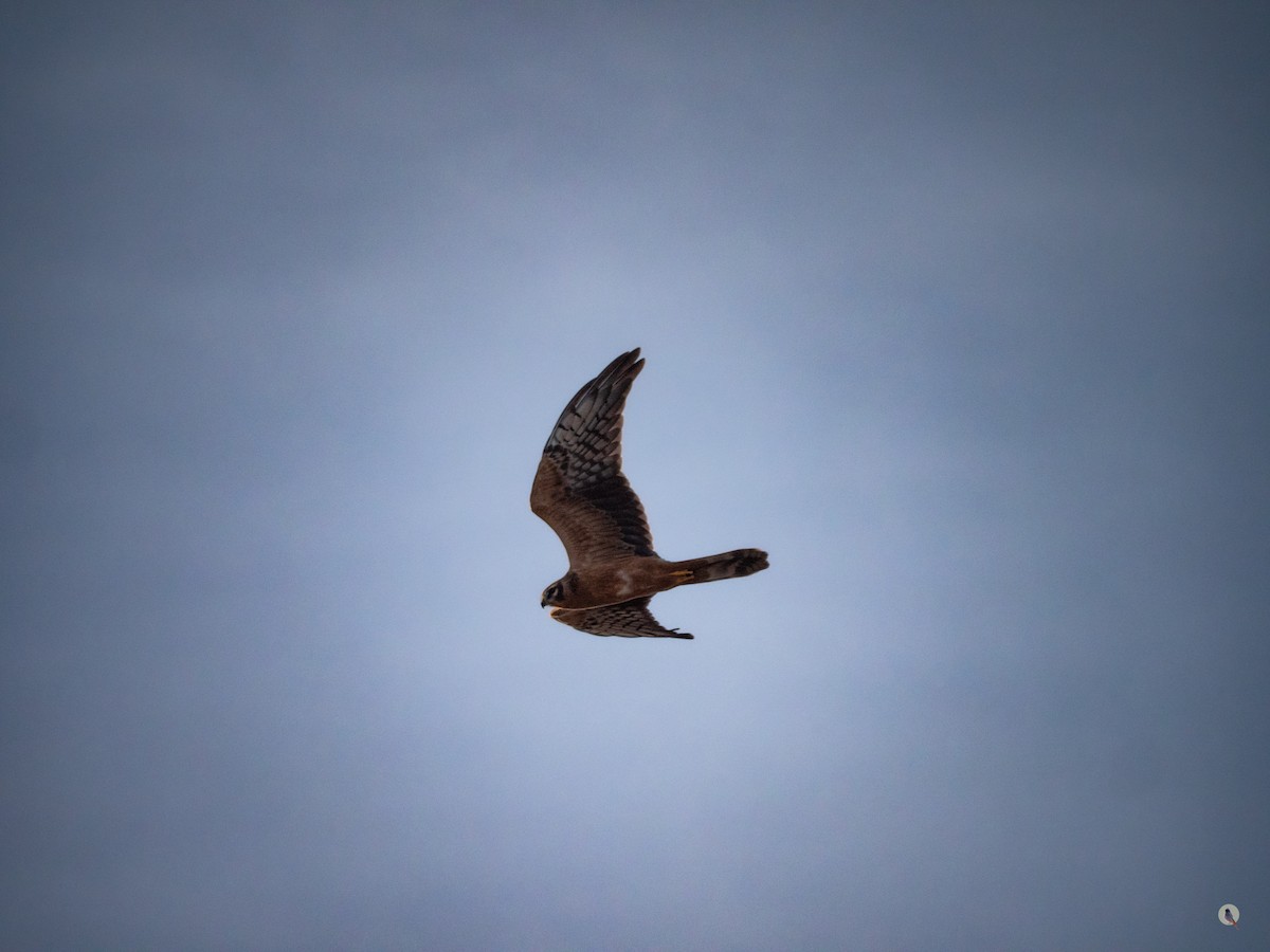 Montagu's Harrier - Nan Martic