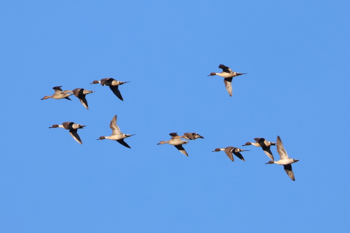 Northern Pintail - ML612596368