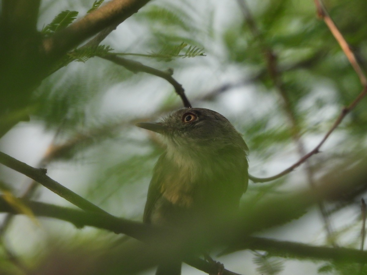 Pearly-vented Tody-Tyrant - Haydee Huwel